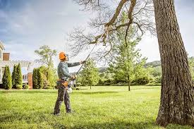Best Tree Cabling and Bracing  in Midway City, CA