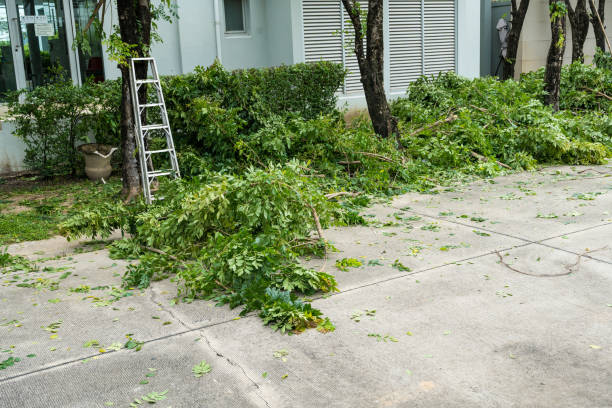 Best Hazardous Tree Removal  in Midway City, CA