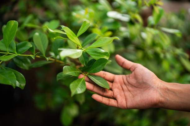 Best Tree Trimming and Pruning  in Midway City, CA
