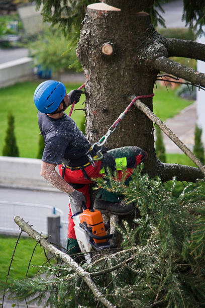 Best Pest Control for Lawns  in Midway City, CA