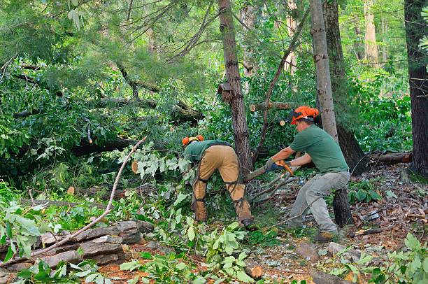  Midway City, CA Tree Services Pros